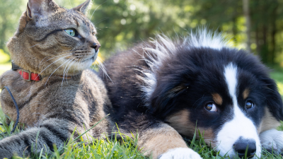 Comportementaliste canin et félin