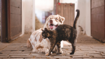 ACACED Chien et Chat